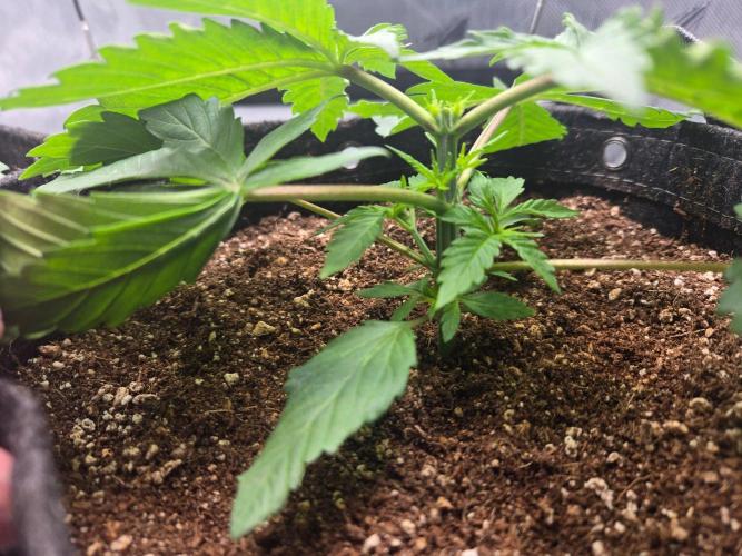 First Ever Grow - Here Goes Nothing. Week 3 - New growth