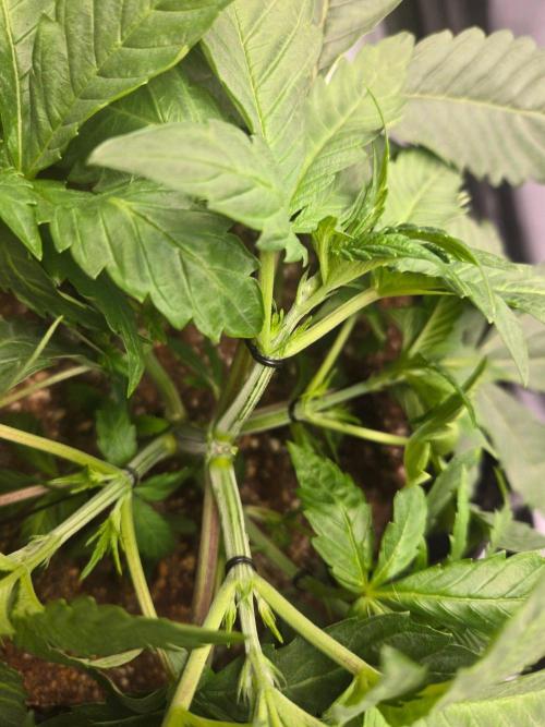 First Ever Grow - Here Goes Nothing. Week 4