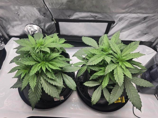 First Ever Grow - Here Goes Nothing. Week 4