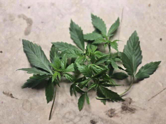 First Ever Grow - Here Goes Nothing. Week 4