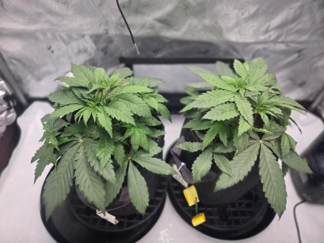 First Ever Grow - Here Goes Nothing. Week 4