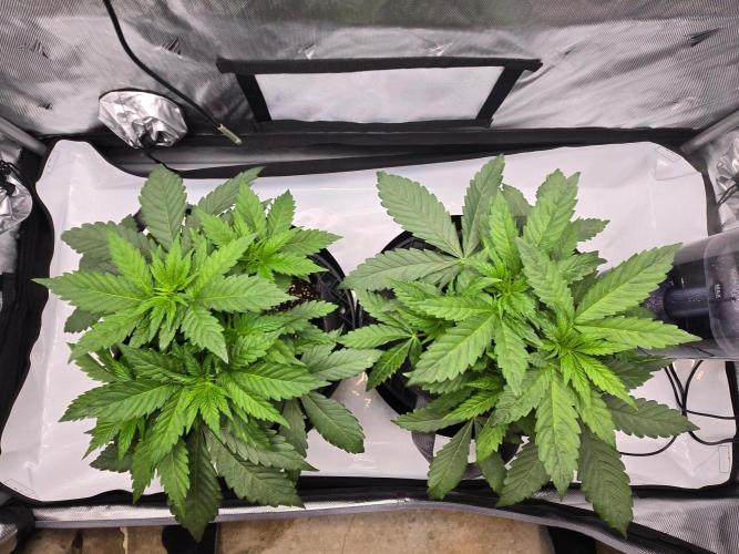 First Ever Grow - Here Goes Nothing. Week 4