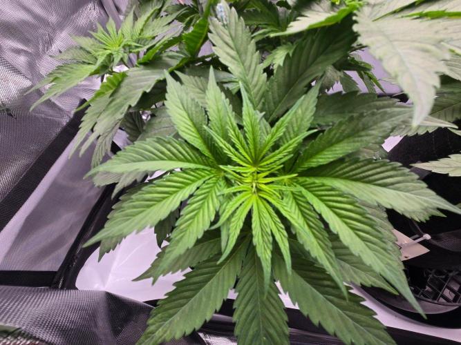 First Ever Grow - Here Goes Nothing. Week 5