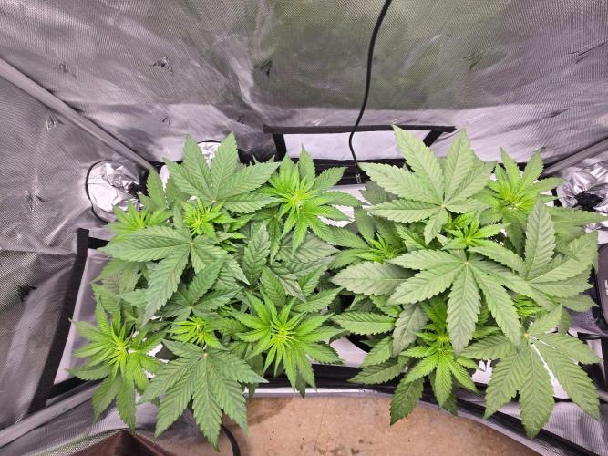 First Ever Grow - Here Goes Nothing. Week 5