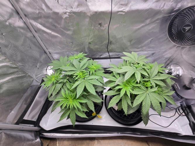 First Ever Grow - Here Goes Nothing. Week 5