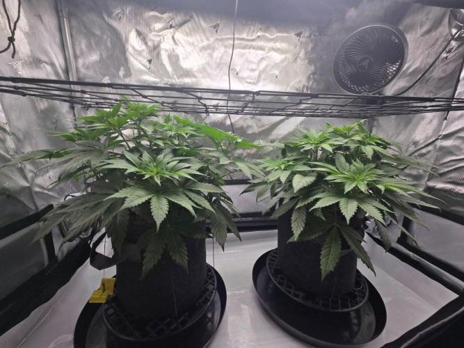 First Ever Grow - Here Goes Nothing. Week 6