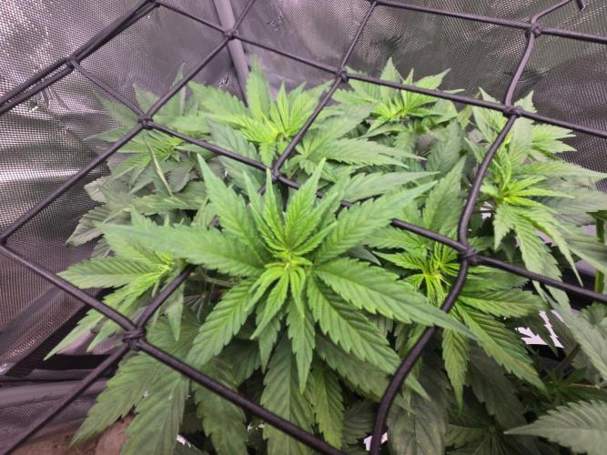 First Ever Grow - Here Goes Nothing. Week 6