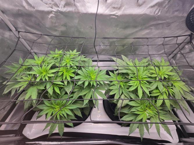 First Ever Grow - Here Goes Nothing. Week 6