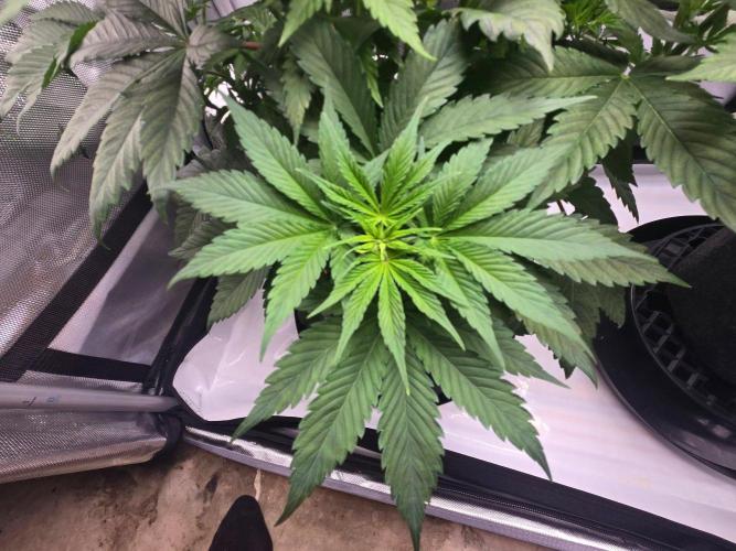 First Ever Grow - Here Goes Nothing. Week 6