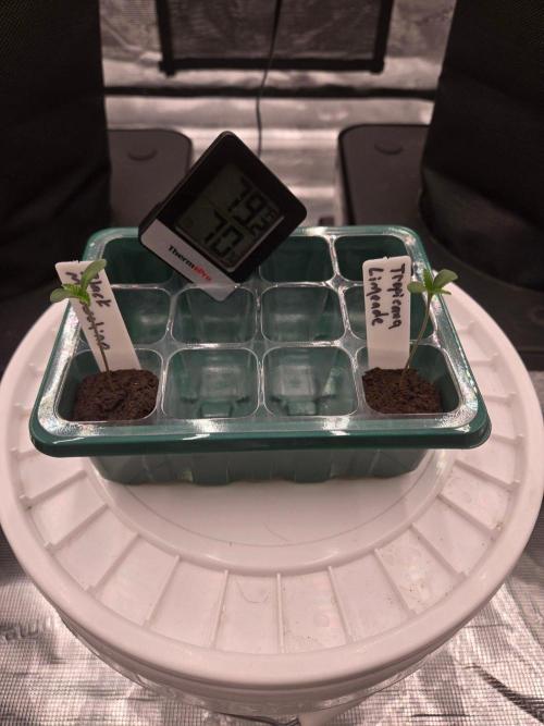 Juanye's Titan Grow. Week 0