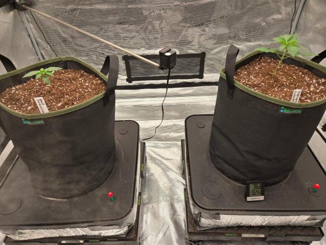 Juanye's Titan Grow. Week 2 - A couple days after transplanting