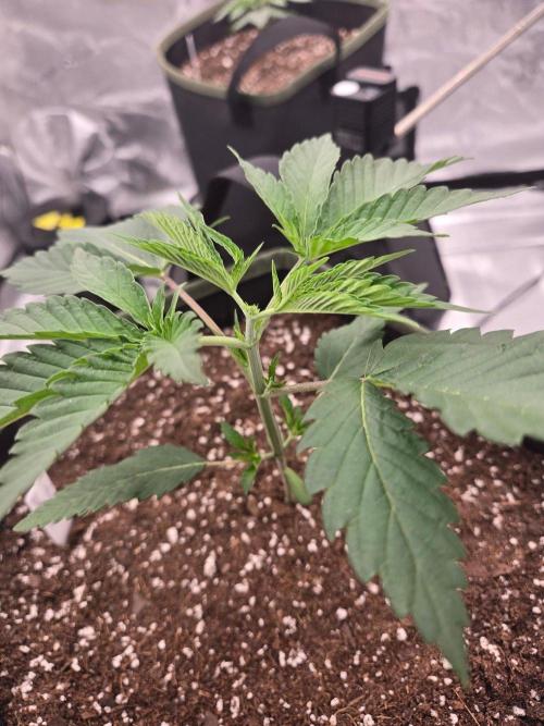 Juanye's Titan Grow. Week 2 - Tropicana Limeade topped.