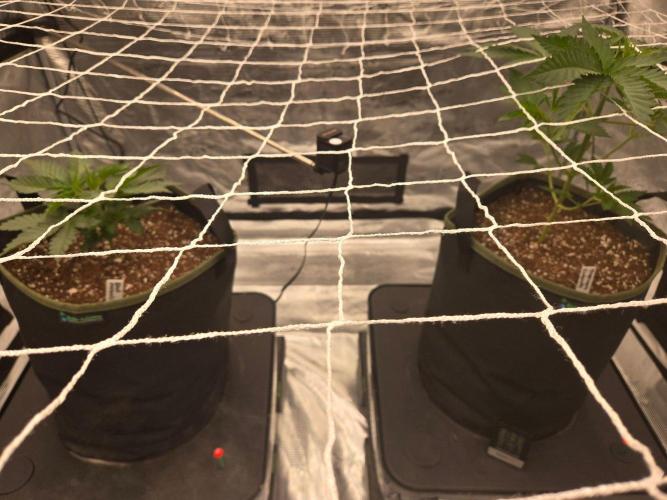 Juanye's Titan Grow. Week 3 - Topped the black maraschino at the 5th node. Added trellis net