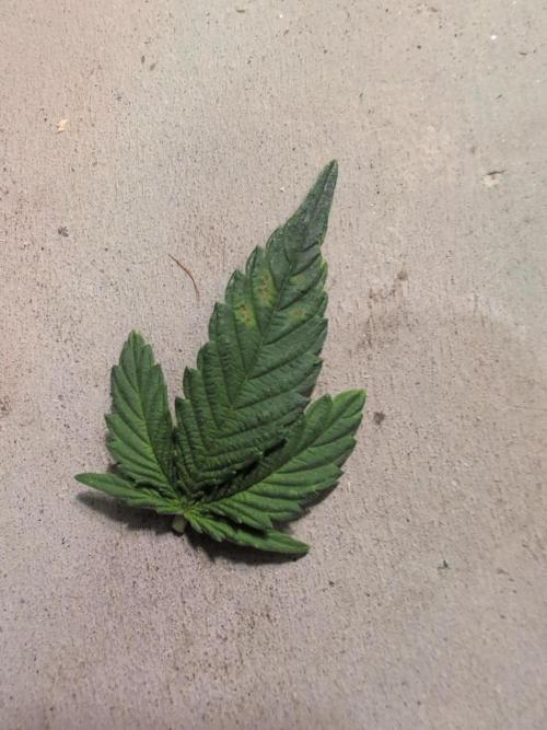 Wedding Cake. Week 0