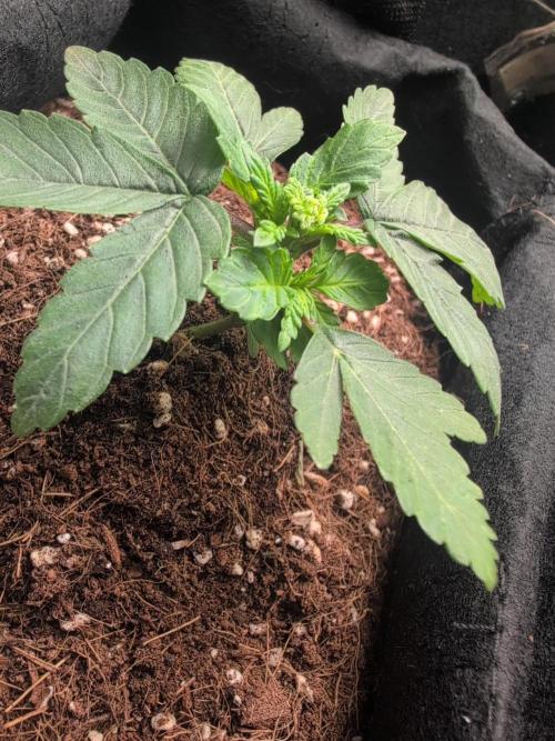 Wedding Cake. Week 7