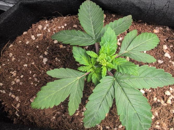 Wedding Cake. Week 10