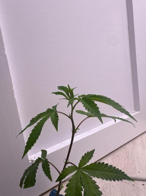 artifax. Week 2 - SBC