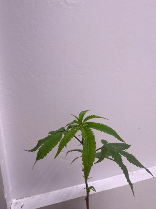 artifax. Week 2