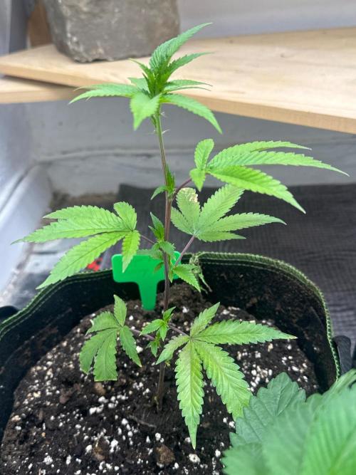 artifax. Week 3 - SBC