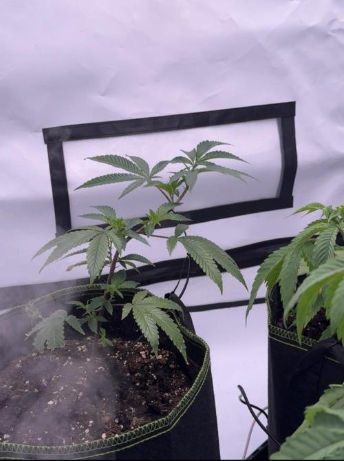 Triple Mints x Superboof cherry. Week 4