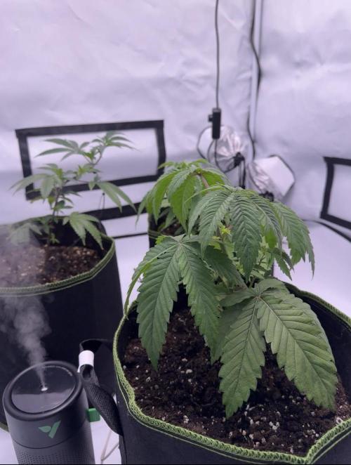 Triple Mints x Superboof cherry. Week 4