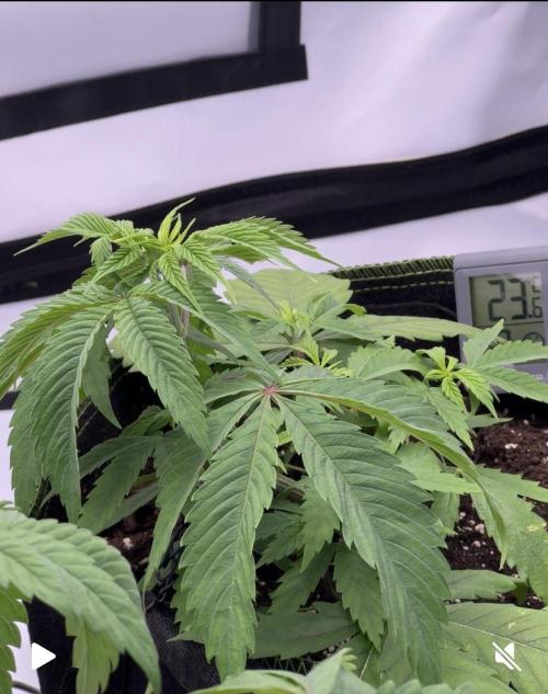 Triple Mints x Superboof cherry. Week 4
