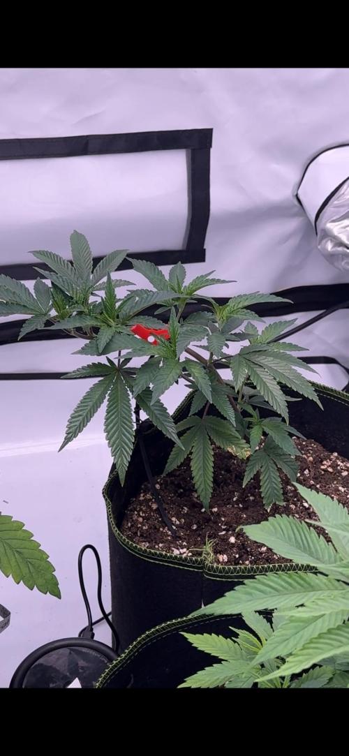 Triple Mints x Superboof cherry. Week 5 - HighStressTraining