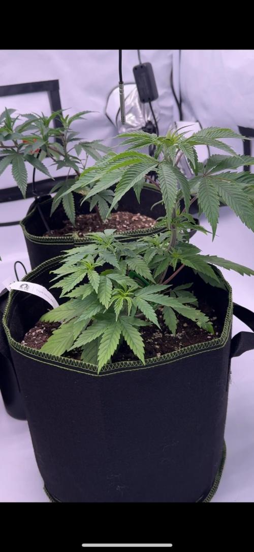 Triple Mints x Superboof cherry. Week 5 - LowStressTraining