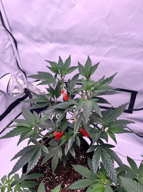 Triple Mints x Jedi Scum. Week 6
