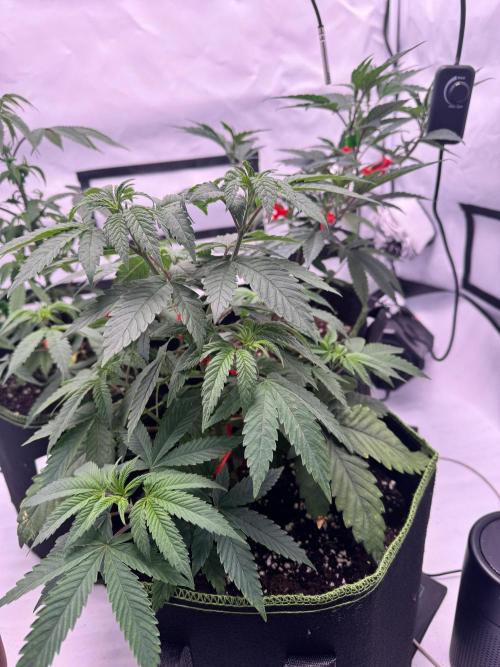 Triple Mints x Jedi Scum. Week 6
