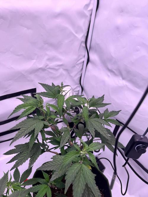 Triple Mints x Jedi Scum. Week 7