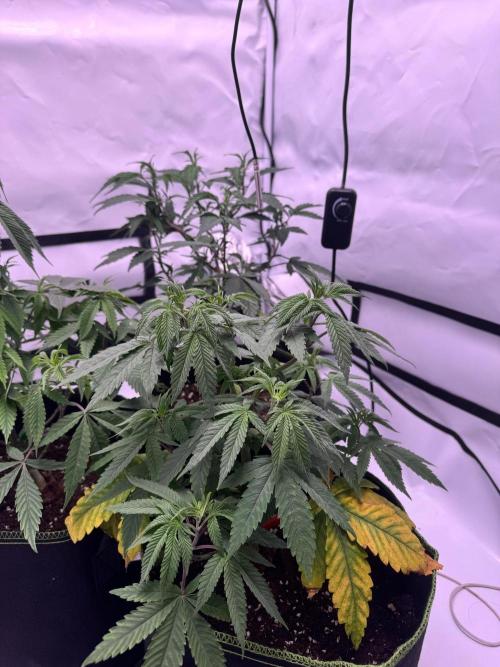 Triple Mints x Jedi Scum. Week 7