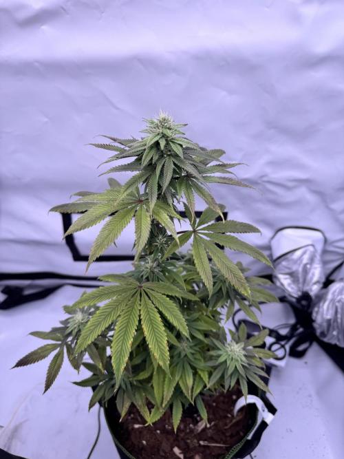 Triple Mints x Jedi Scum. Week 10