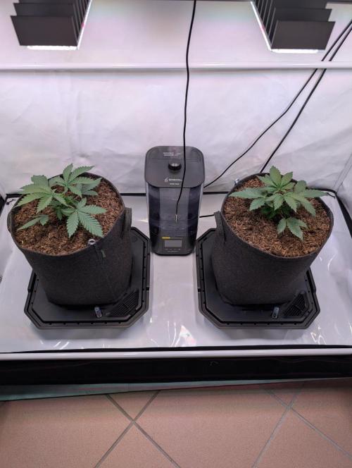 The Fruity Duel. Week 2