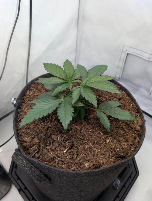 The Fruity Duel. Week 2 - Cherry Poppers 