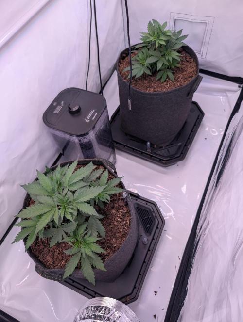 The Fruity Duel. Week 3