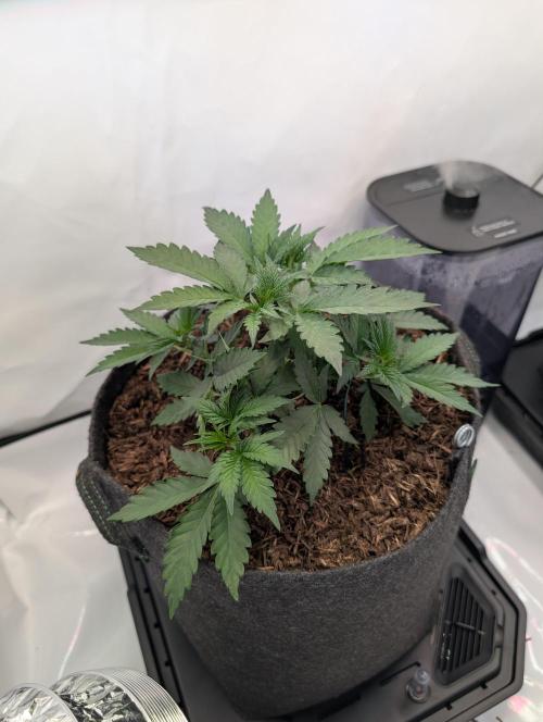 The Fruity Duel. Week 3