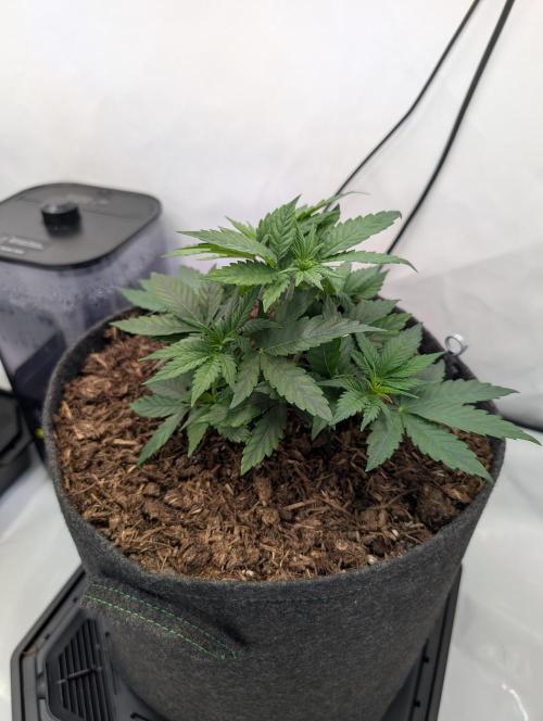 The Fruity Duel. Week 3