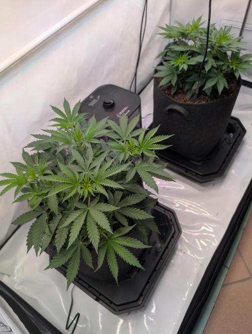 The Fruity Duel. Week 4