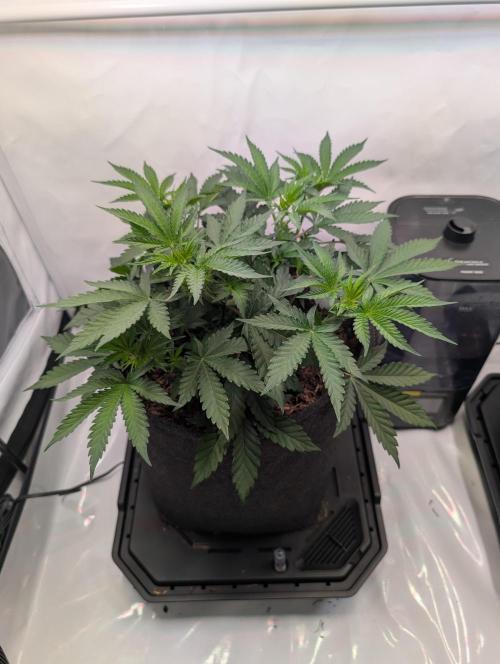 The Fruity Duel. Week 4