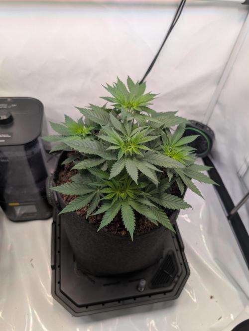 The Fruity Duel. Week 4