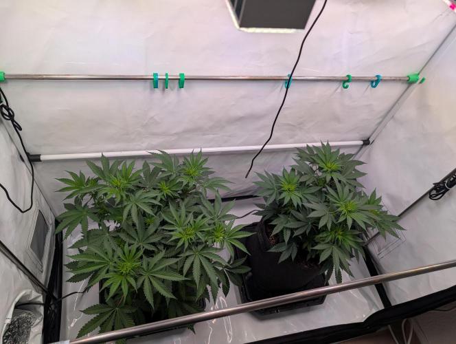 The Fruity Duel. Week 5