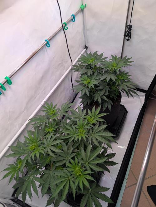 The Fruity Duel. Week 5