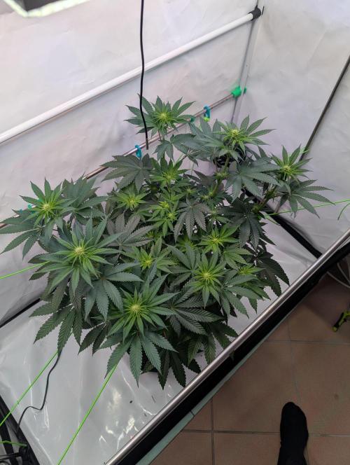 The Fruity Duel. Week 6