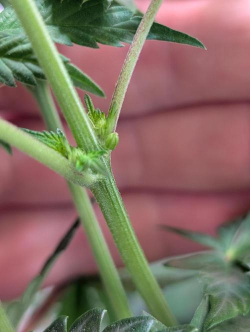 The Fruity Duel. Week 6