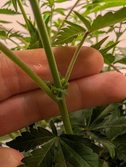 The Fruity Duel. Week 6