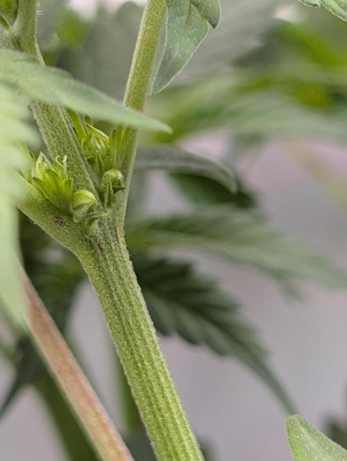 The Fruity Duel. Week 6