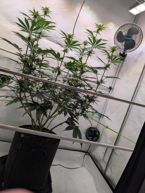 The Fruity Duel. Week 7