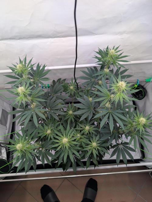 The Fruity Duel. Week 7