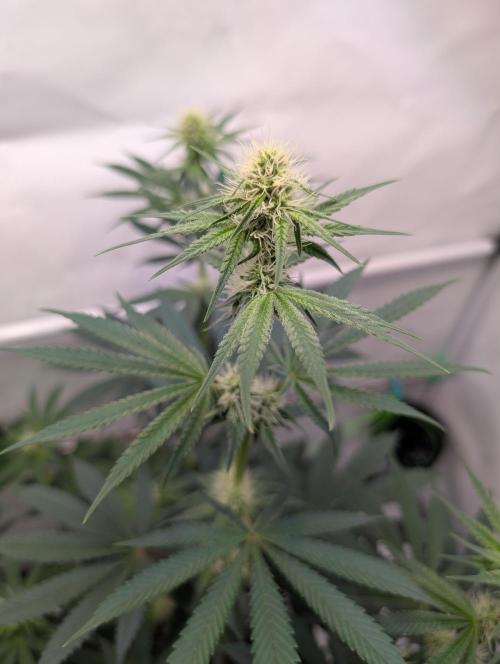 The Fruity Duel. Week 7